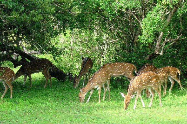 Yala Safari Private Day Trip dalle aree di Bentota e Kalutara