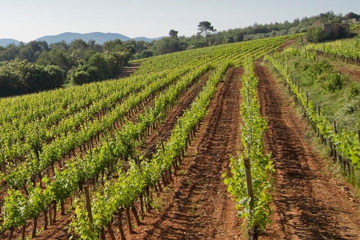 Gita giornaliera privata: tour di degustazione di vini con pranzo Pinic da Nizza