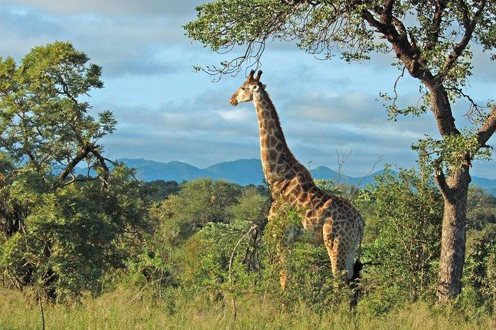 Volledige dag Hluhluwe Game Reserve Safari vanuit Durban