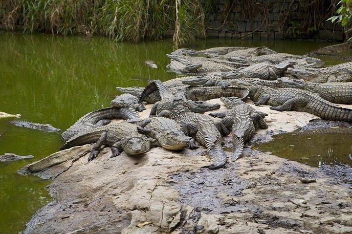 Hele dag theeroute en La Vanile Nature Park Tour op Mauritius