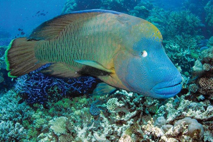 Poseidon Outer Great Barrier Reef Snorkeling e mergulho Cruise de Port Douglas