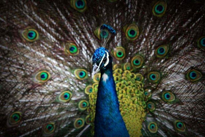 ハルビン・ビファン森林動物園とオプションのシーフードディナーへの1日のプライベートツアー