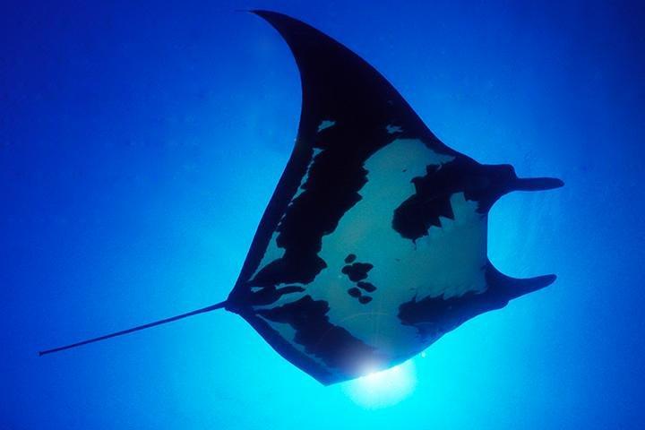 2 Tank Dive für Zertifizierte Taucher Cabo San Lucas Marine Park