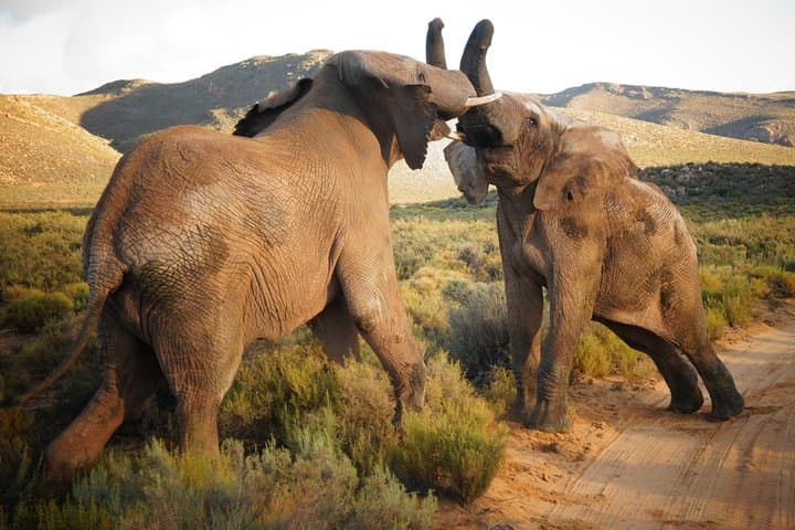 Big Five Safari and Breede River Valley Guided Day Trip
