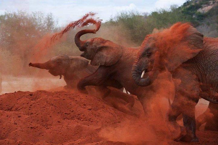 3日間Tsavo EastとTsavo West Safari