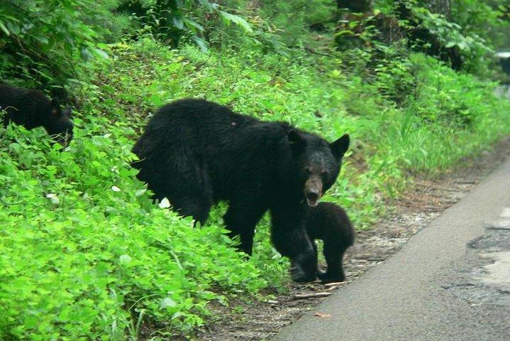 Tour in autobus turistico di Cades Cove da Pigeon Forge
