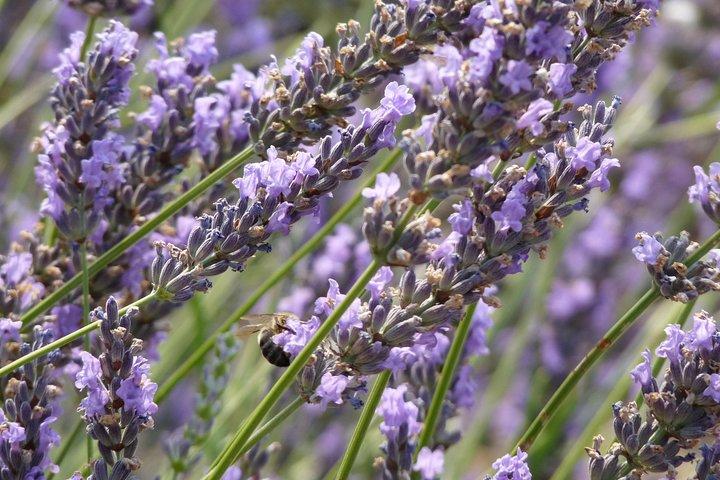 Lavanda Tour Sault de Marselha