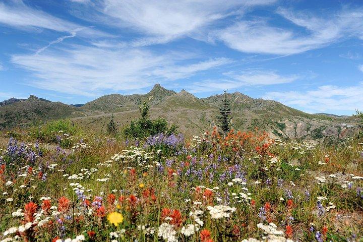 Mount St. Helens från Portland : All-inclusive rundtur i liten grupp