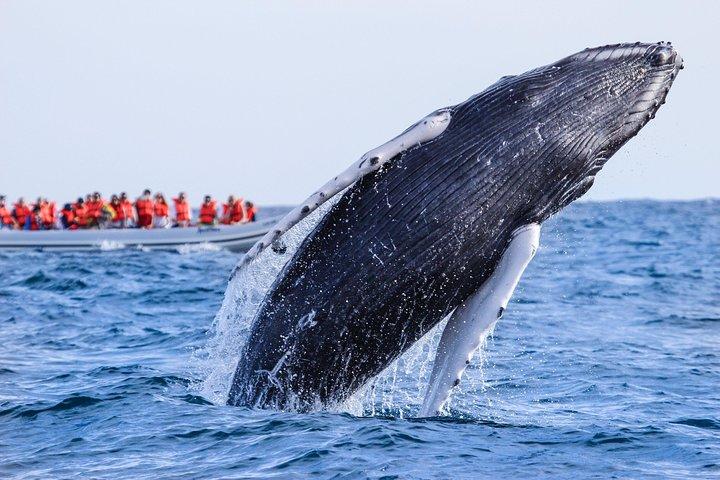 Whale Watching, The Famous Arch e Fast Boat Tour a Los Cabos
