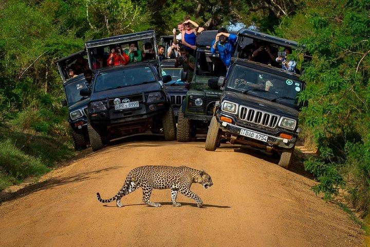 Privat 02-dagars leopard safari i Yala från Colombo