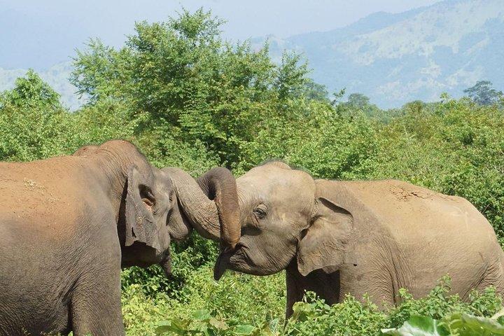 Excursiones de un día a Udawalawe desde Bentota