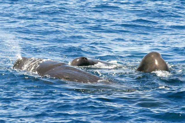 Whales