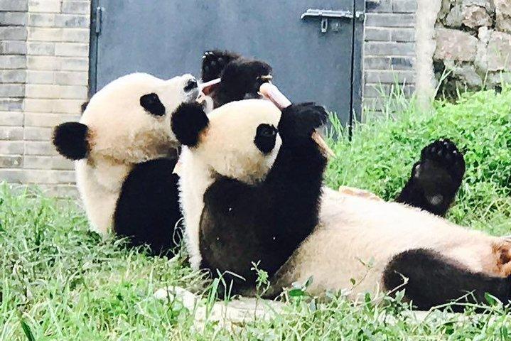 Excursion privée d'un panda avec un cours de cuisine d'une journée