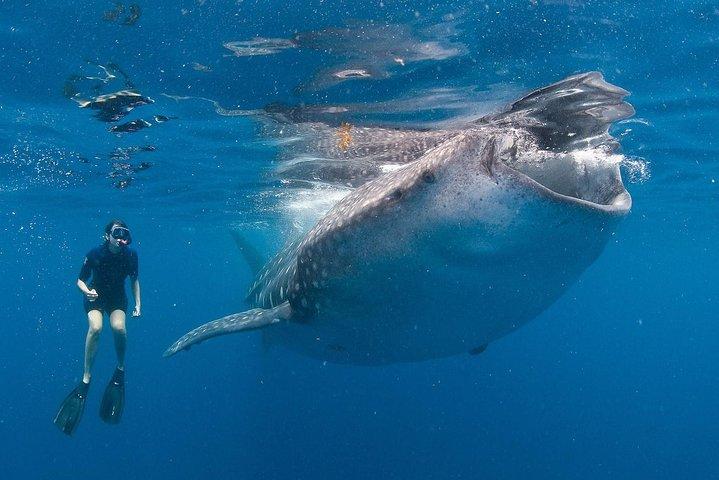 Fai snorkeling con uno squalo balena a Los Cabos