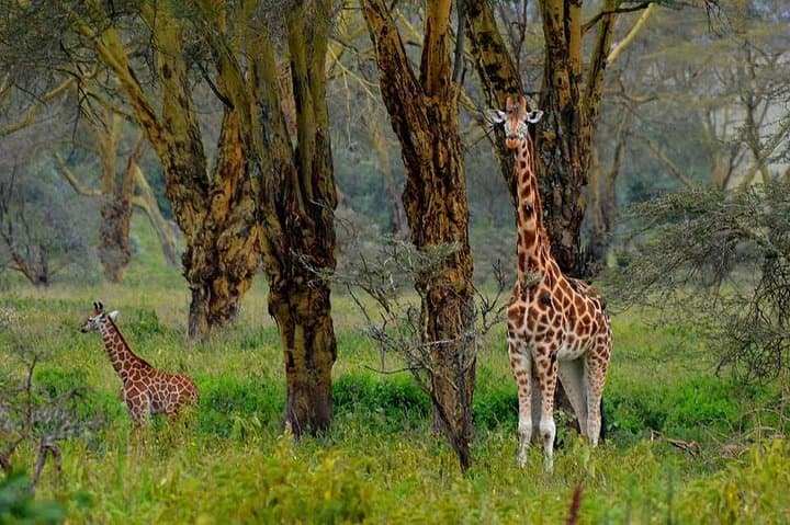Day Tour To Lake Nakuru Park With Optional Boat Ride on Lake Naivasha
