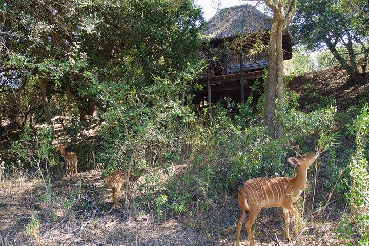 5-daagse Lodge en Treehouse Kruger National Park Safari