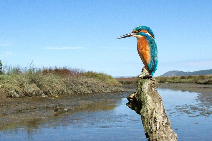 Privé vogelspotten vanuit Porto