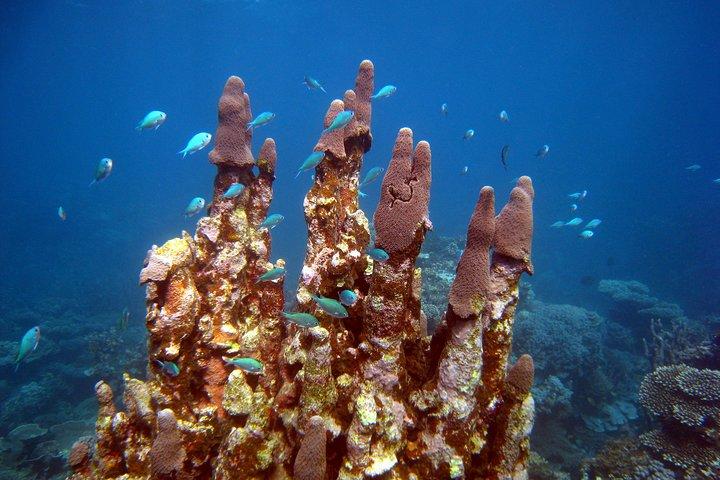 Coral Bay 3-Hour Turtle Ecotour