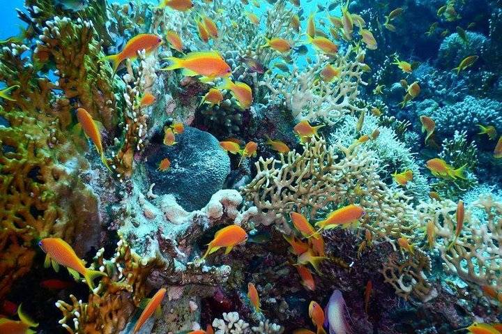 Red Sea, Jeddah