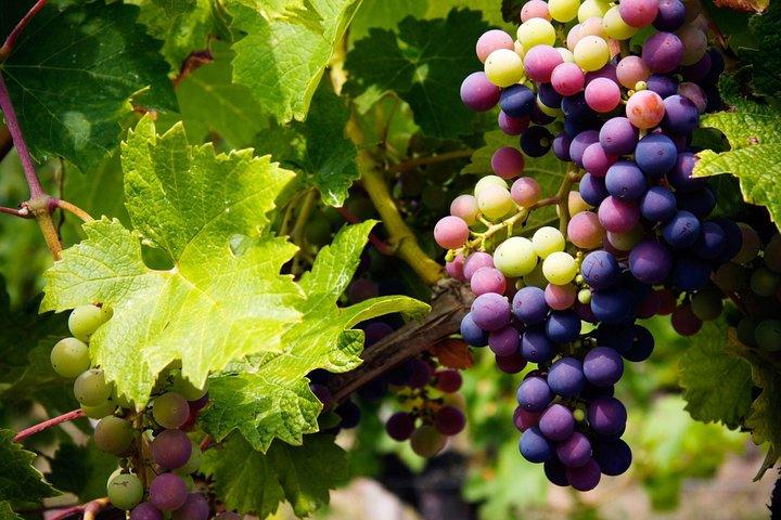 Troodos Mountains Uva Fuga: Tour enogastronomico all inclusive