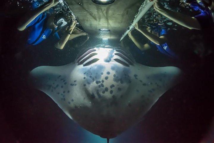 Esperienza notturna con le mante