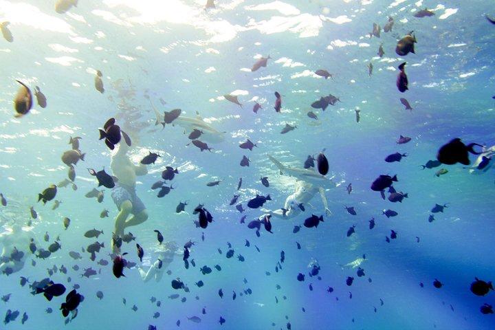 Un'intera giornata in crociera presso la Laguna di Bora Bora che include lo snorkeling con gli squali e le razze