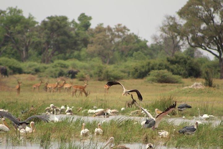 4 Tage Okavango Delta Erfahrung