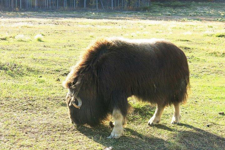 Arctic Day : tour della fauna selvatica e delle sorgenti termali dello Yukon | mezza giornata