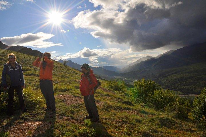 Denali 5 Hour Hiking Tour with Naturalist Guide