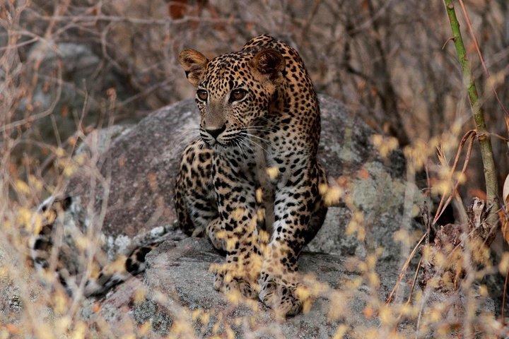 Von Strandhotels : Yala Nationalpark Safari mit Camping Mittagessen