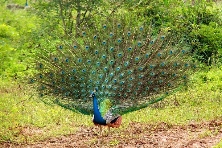 5 Days - Private Wildlife Photography Tour with Unique Accommodation options