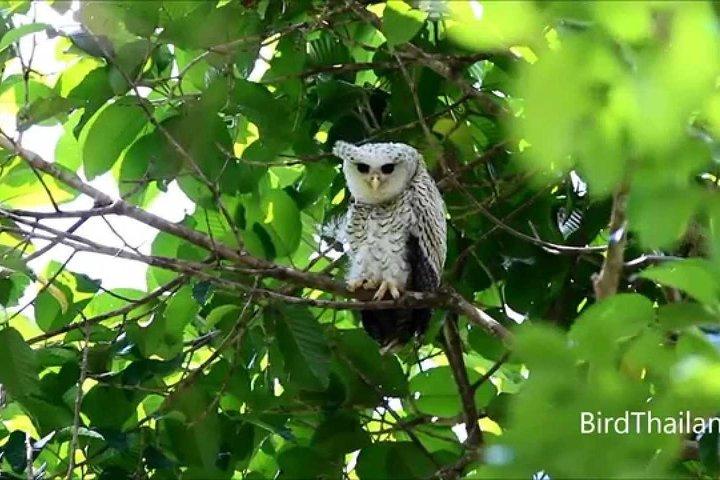 Privé Vogels kijken Trail in Udawatte Kele Sanctuary