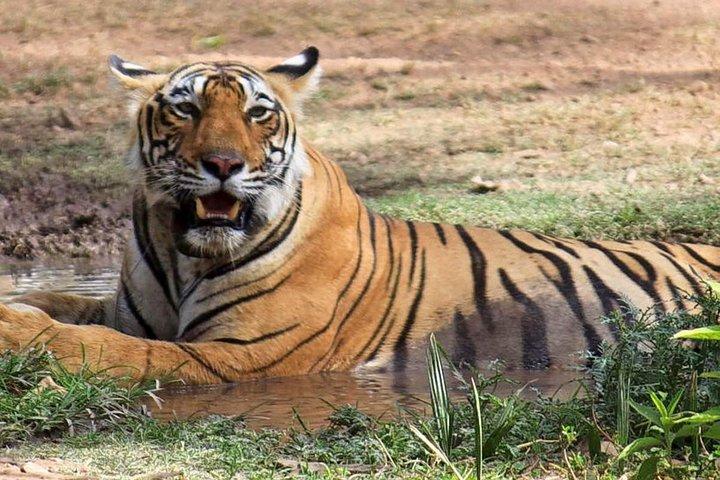 2日間: Ranthambore Tiger Safari From Jaipur With Hotel & Safari(ホテル&サファリ付き)
