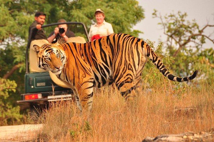 Privat: Von Jaipur nach Ranthambore, Hin- und Rückfahrt in einem Fahrzeug mit Klimaanlage