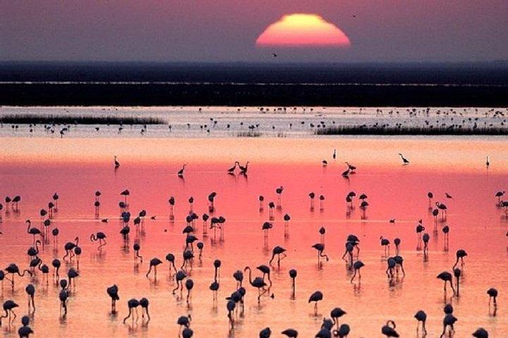Donana National Park : dagtour met gids vanuit Sevilla
