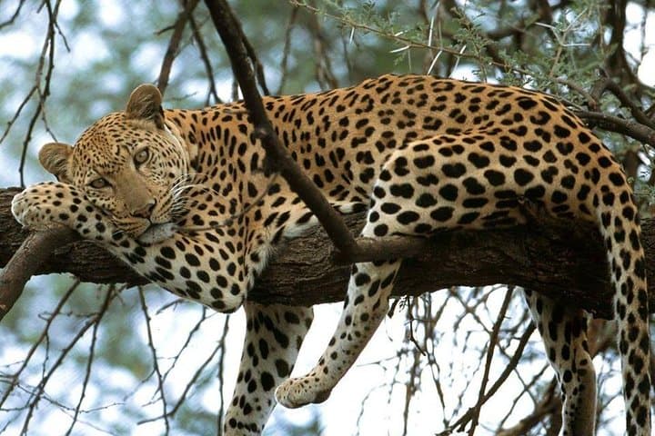 Nairobi National Park game drive. Free Airport pick / drop off.