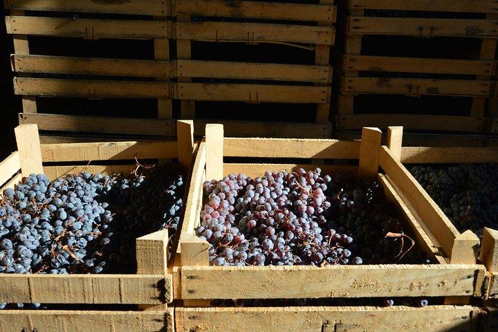 Pagus Wine Tours® - Två Amarone vingårdar - Halvdags vintur
