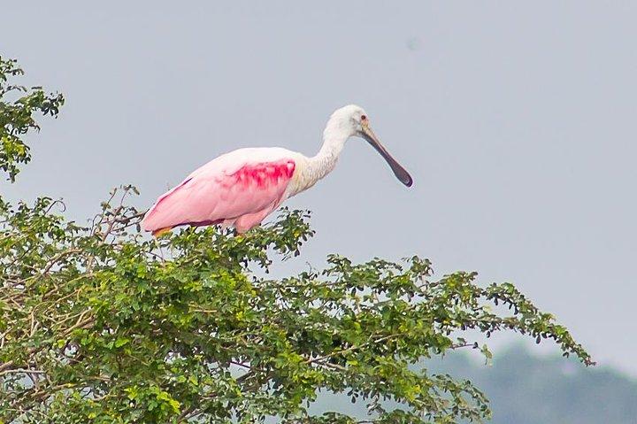 Observación de aves en barco en Crooked Tree Wildlife Sanctuary from Belize City