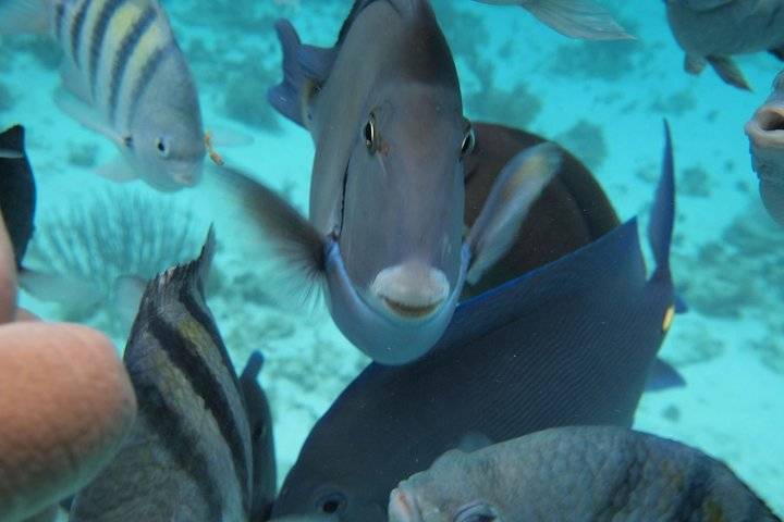 Stingray City, Grand Cayman
