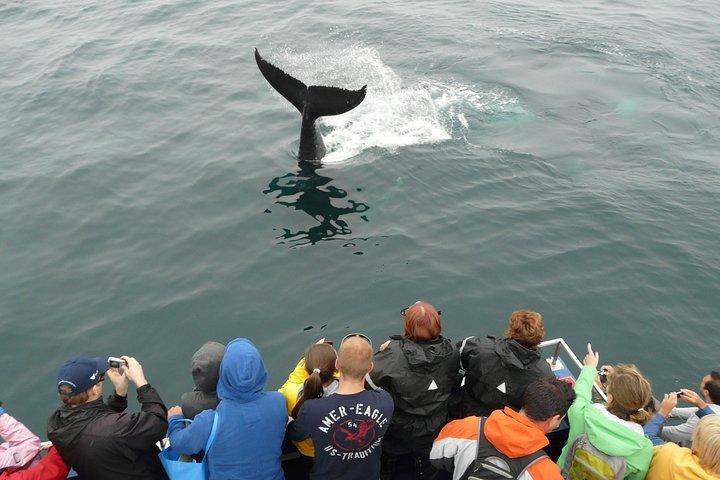 Newfoundland Puffin en Whale Watch Cruise