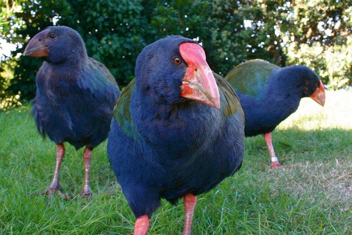 Visita guiada clásica de un día a la isla Kapiti