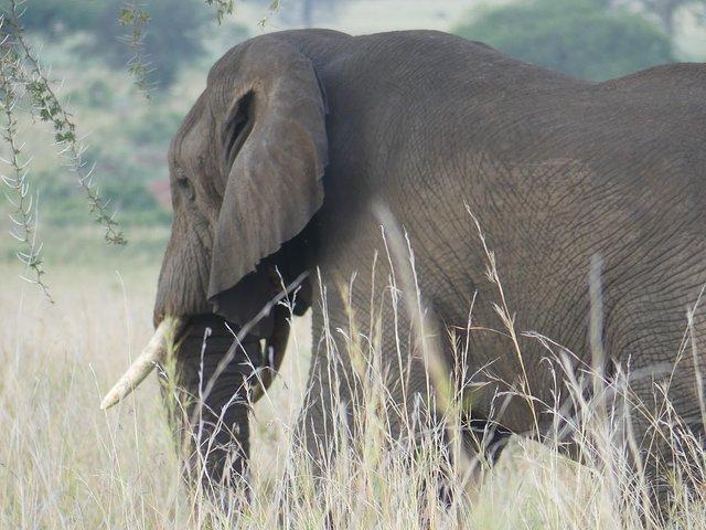 Across Africa Safari