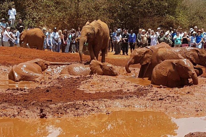David Sheldrick Elephant Orphanage Half-Day Tour in Nairobi