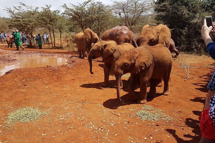 Nairobi National Park, Giraffe Center and Elephant Orphanage Day Tour from Nairobi