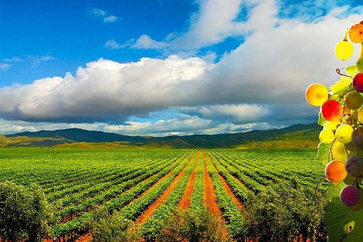 Valle de Guadalupe, Ensenada