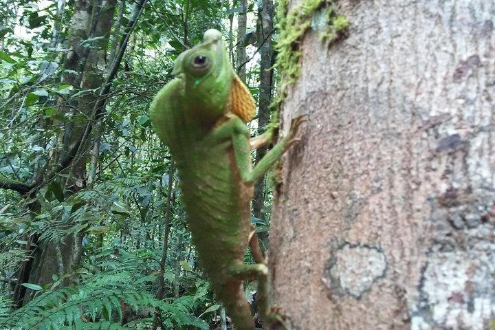 Sinharaja Rain Forest Un Jour