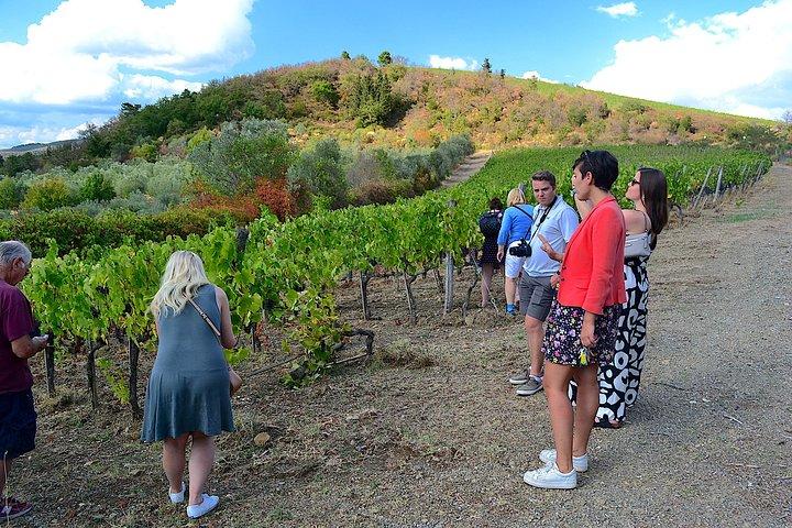 Chianti Classico og Super Tuscan 3 Winery Tour