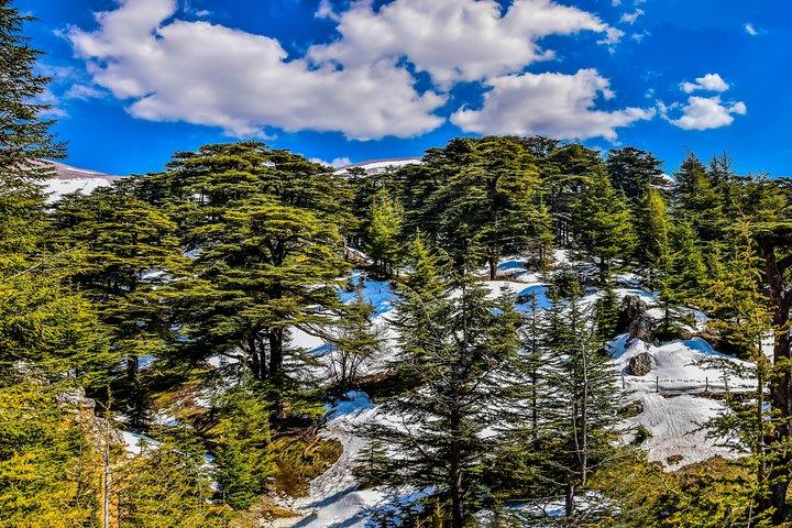 Excursion privée d'une journée en randonnée dans la fabuleuse forêt de cèdres du Chouf