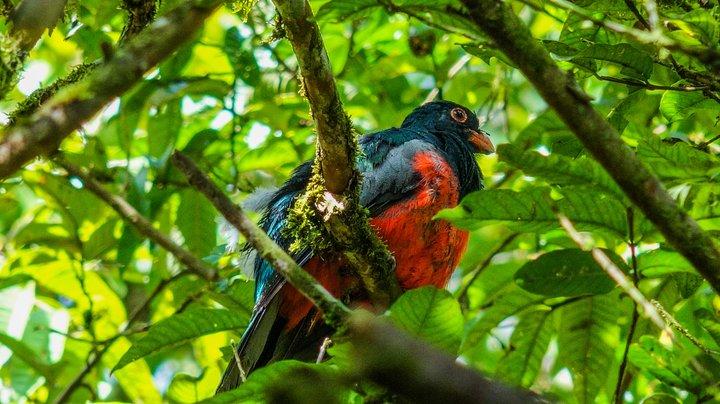 Wanderfreunde (Hängebrücken + La Fortuna Wasserfall + Vulkanwanderung)