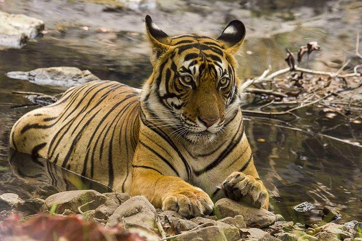 03 Giorni Private Wildlife Ranthambore Tiger Tour da Jaipur